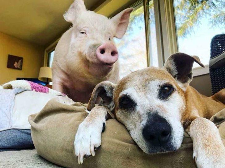 Sıradışı! Evlerinde öyle bir şeyle yaşıyorlar ki... G3