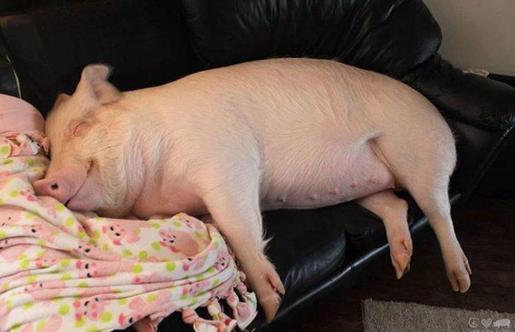 Sıradışı! Evlerinde öyle bir şeyle yaşıyorlar ki... G2