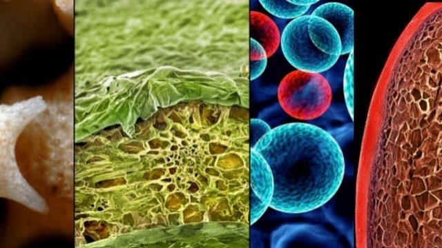 Nimetle Oyun Olmaz: Mikroskop Altında Yedikleriniz Nasıl Görünüyor?