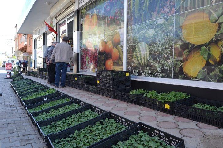 Ziraat Yüksek Mühendisi Çelen; "Fidelerin dikiminden sonra bakımı da oldukça önemli" G3