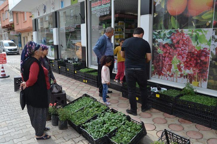 Ziraat Yüksek Mühendisi Çelen; "Fidelerin dikiminden sonra bakımı da oldukça önemli" G5