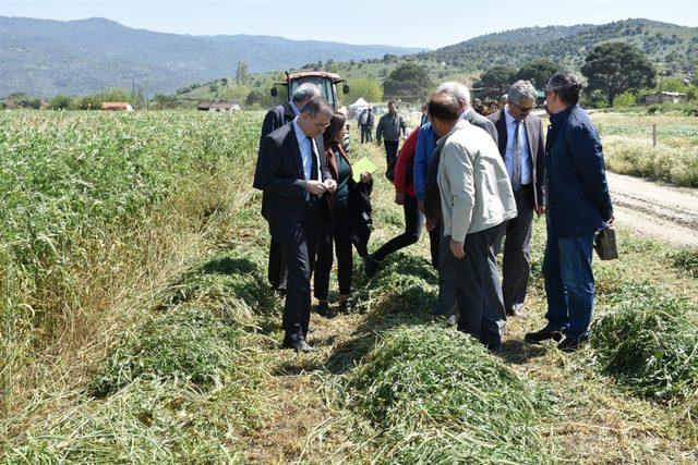 Aydın’da 596 ton yem bitkisi tohumu dağıtıldı