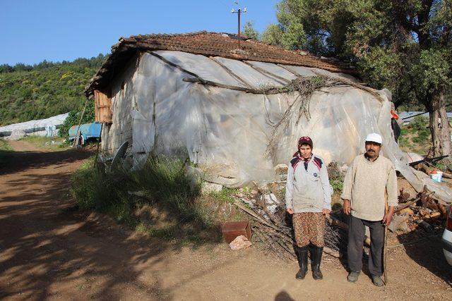 Yavrulayan inekleri ölen çiftçi çaresiz kaldı