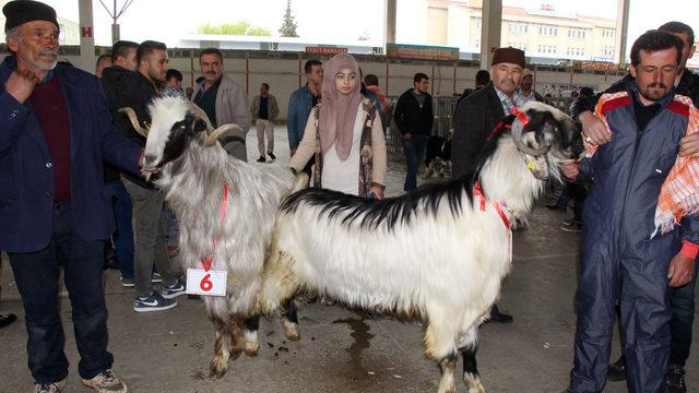Ko&ccedil;, ke&ccedil;i ve oğlaklar g&uuml;zellik yarışmasında boy g&ouml;sterdi 1