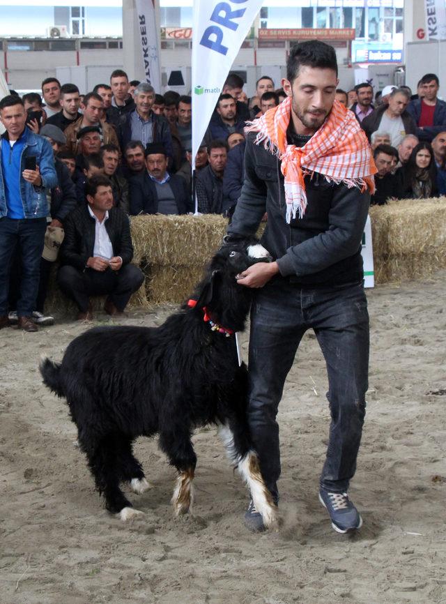 Ko&ccedil;, ke&ccedil;i ve oğlaklar g&uuml;zellik yarışmasında boy g&ouml;sterdi 3