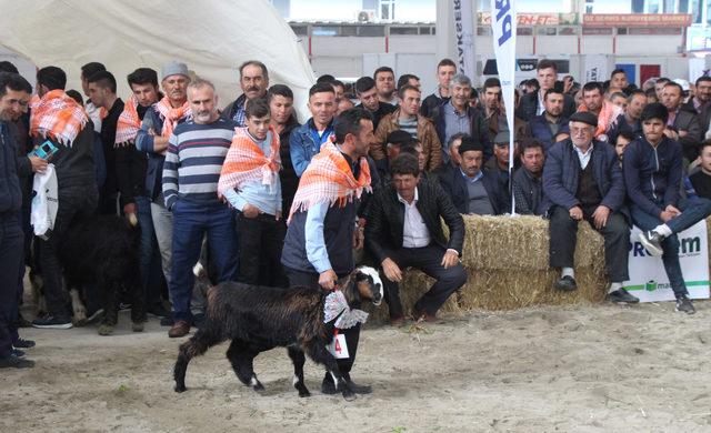 Ko&ccedil;, ke&ccedil;i ve oğlaklar g&uuml;zellik yarışmasında boy g&ouml;sterdi 4