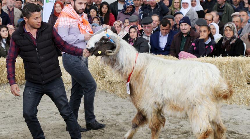 Ko&ccedil;, ke&ccedil;i ve oğlaklar g&uuml;zellik yarışmasında boy g&ouml;sterdi