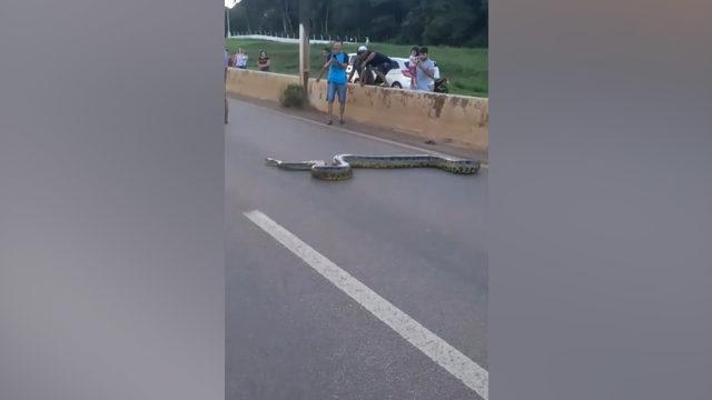 3 metrelik dev anakonda yılanı için seferber oldular!