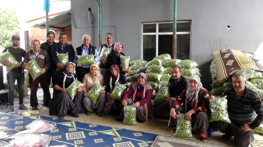 Silifke'de erik üreticisine ihracat morali