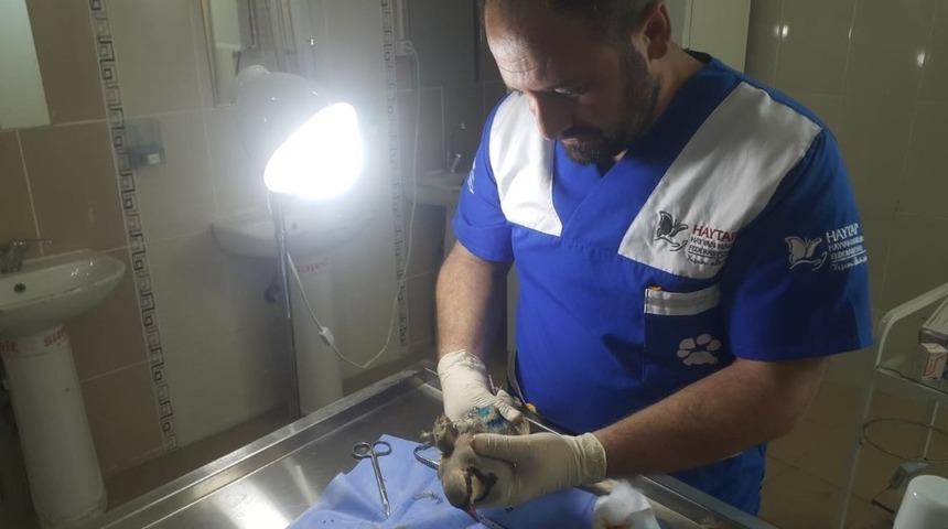 Yaralı halde buluna keklik tedavi altına alındı