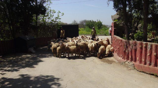 Çiftliğe giren köpekler 4 koyunu telef etti