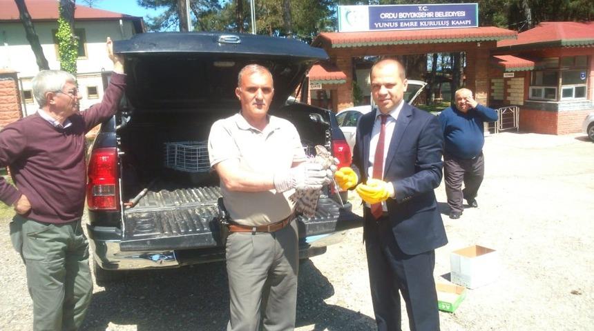 Yaralı atmaca koruma altına alındı