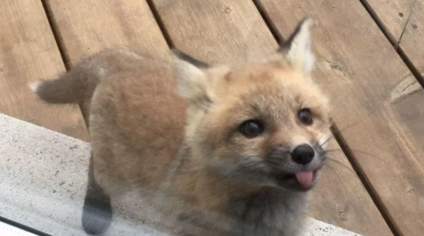 Bir anda karşısına çıktı! Evini yavru kurtlar sarınca… 