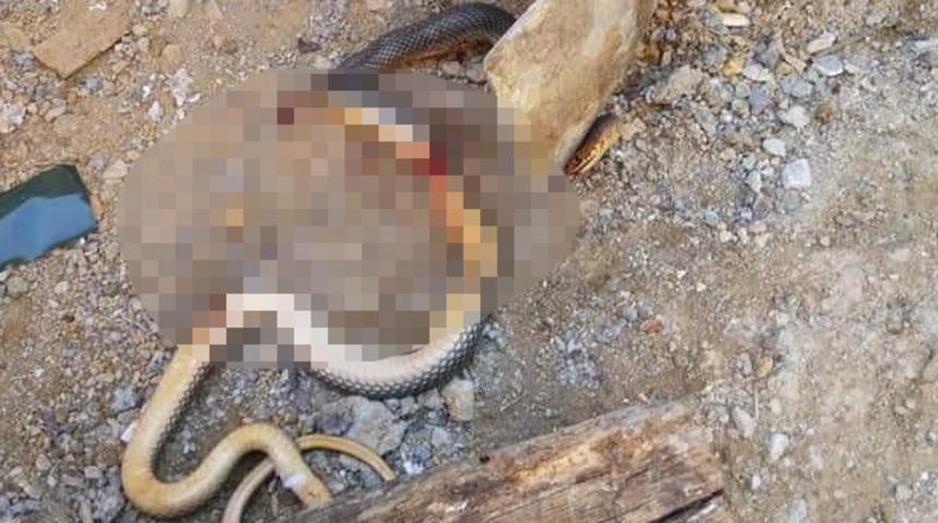 Yılana yapılan işkence sosyal medyada tepki çekti 