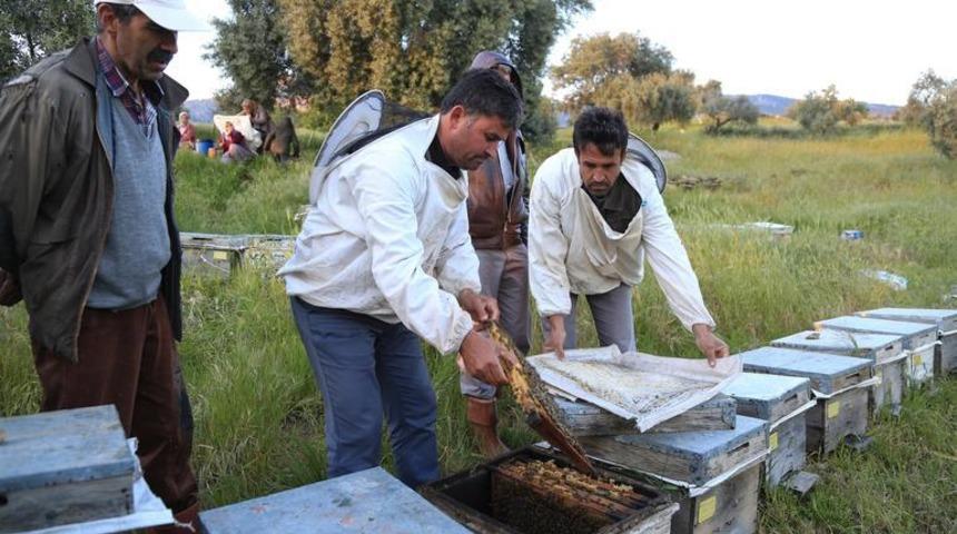 Muğla'daki toplu arı ölümlerinin sebebi tarım ilacıymış!