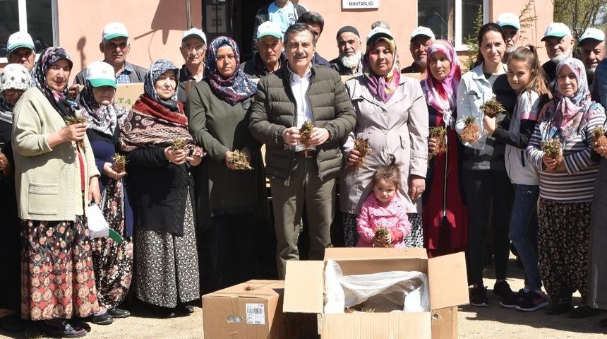 Atalantekke&rsquo;de 30 bin &ccedil;ilek fidesi dağıtıldı