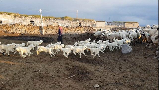 500 kuzunun anneleri ile buluşması hayranlık uyandırdı