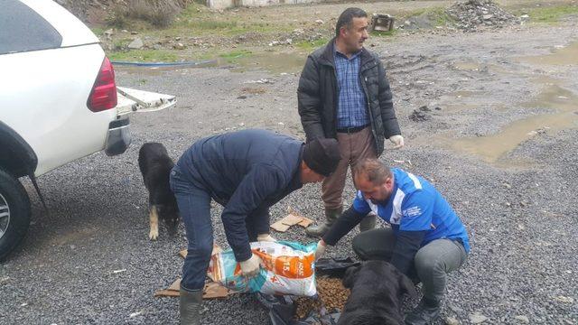 Hakkari’de sokak hayvanları için yemleme çalışması