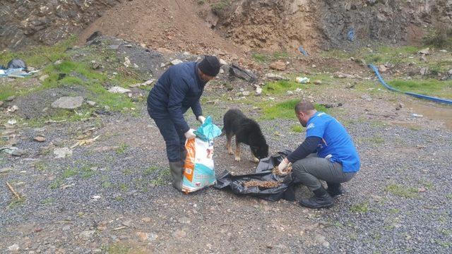 Hakkari’de sokak hayvanları için yemleme çalışması