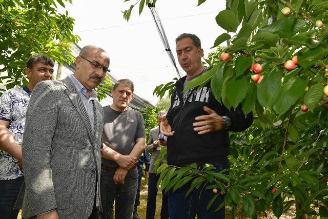 Adana’da ihracatlık kiraz üretimine başlandı