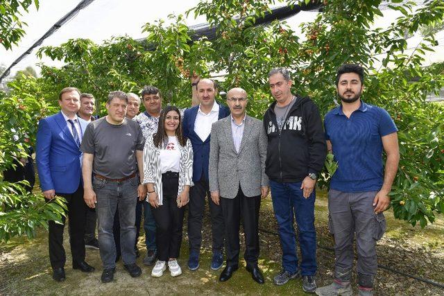 Adana’da ihracatlık kiraz üretimine başlandı