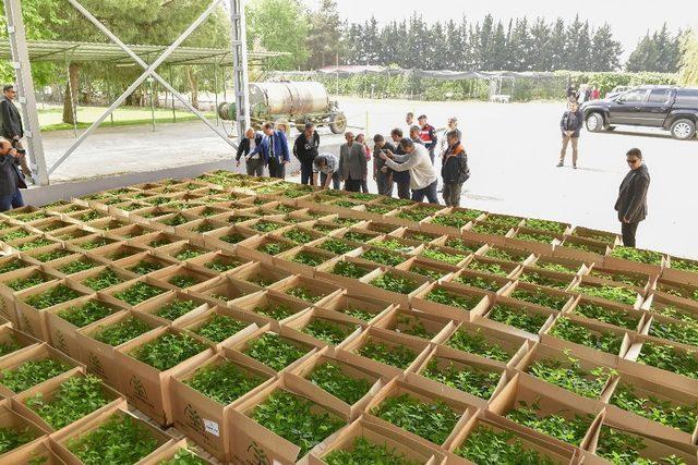 Adana’da ihracatlık kiraz üretimine başlandı