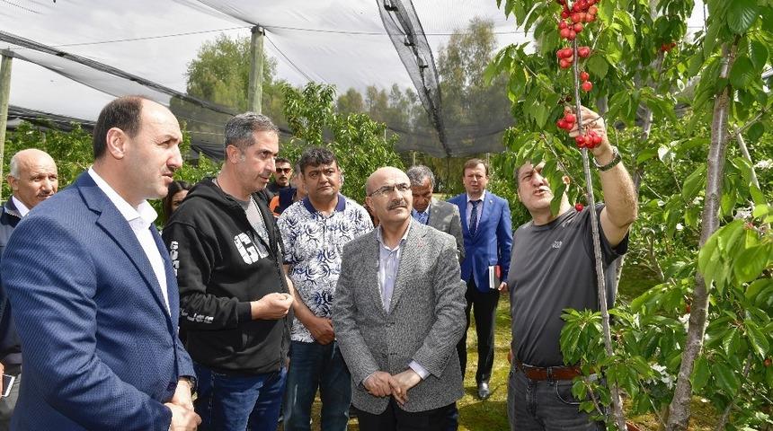Adana’da ihracatlık kiraz üretimine başlandı