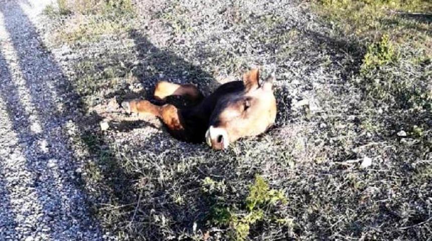 Ankara'da şaşkına &ccedil;eviren g&ouml;r&uuml;nt&uuml;! R&ouml;gara d&uuml;şen dana i&ccedil;in seferber oldular