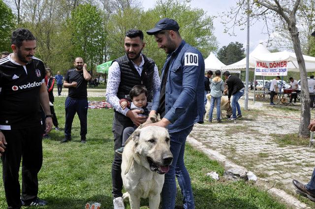 Tokat'ta düzenlenen festivalde çoban köpekleri yarıştırıldı