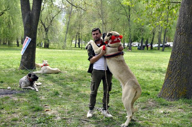 Tokat'ta düzenlenen festivalde çoban köpekleri yarıştırıldı