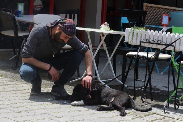 (Özel) Yemek sipariş veren müşterilerine beraberinde kuru mama gönderiyor