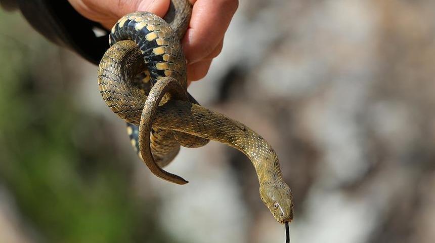 T&uuml;rk bilim insanı dilde koku alıcıları bulunduğunu keşfetti