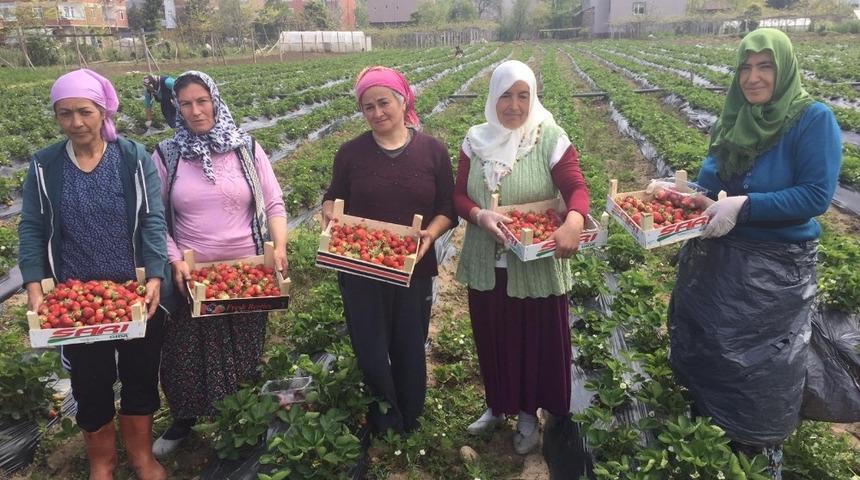 Ordu&rsquo;da &ccedil;ilek hasadı başladı