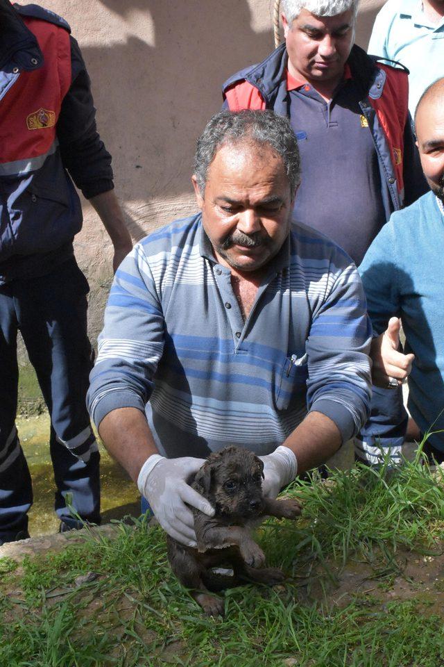 Yavru köpek boruya düştü, annesi kurtarılmasını bekledi