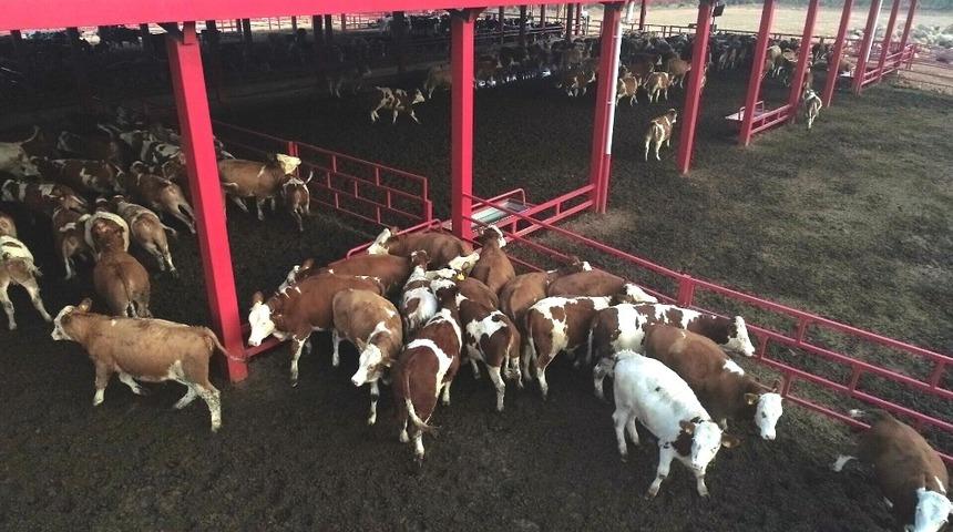 İneklerin dronla imtihanı, drondan korkan inekler b&ouml;yle ka&ccedil;ıştı