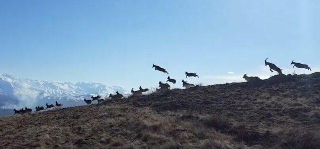 Vaşak’ın dağ keçisi sürüsüne saldırı anı kameraya yansıdı