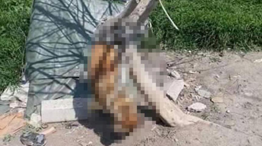 Vahşet! Köpeği iple ağaca asmışlar