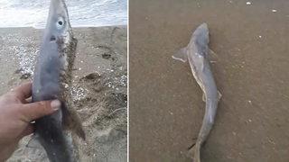 Oltasına takılan balığı görünce hayrete düştü