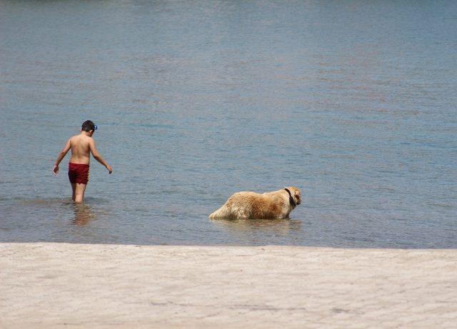 Sevimli köpeğin deniz keyfi