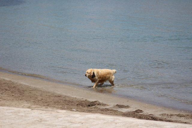 Sevimli köpeğin deniz keyfi