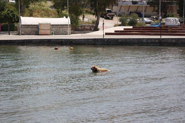 Sevimli köpeğin deniz keyfi