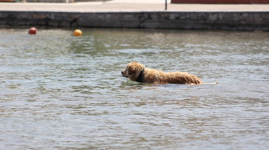 Sevimli k&ouml;peğin deniz keyfi