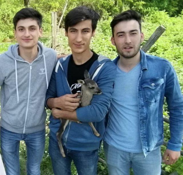 Yavru karacayı çoban köpeklerinden köylü genç kurtardı