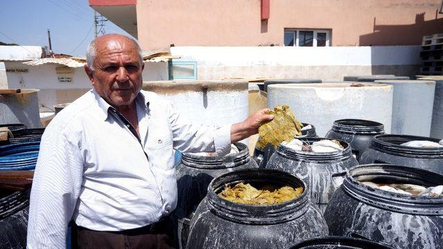 Sarıgöl’de taze bağ yaprağı alımlarına başlandı