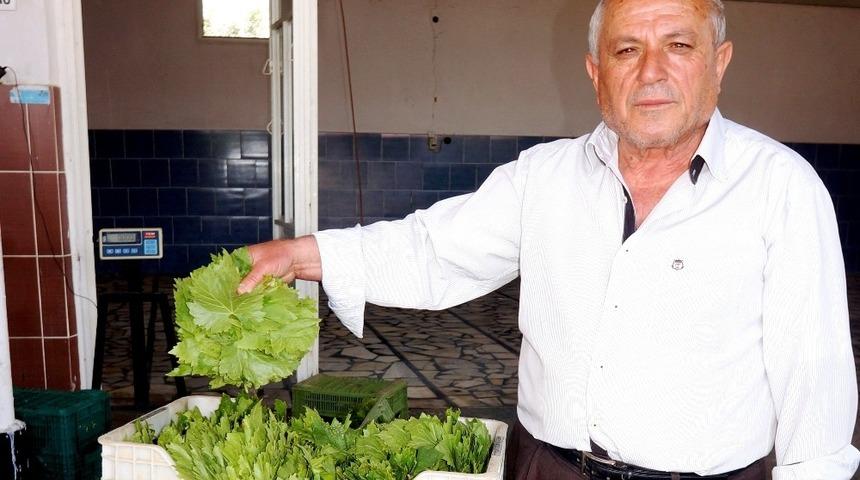 Sarıg&ouml;l&rsquo;de taze bağ yaprağı alımlarına başlandı