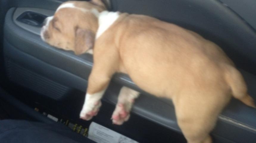 Uyuyakaldıkları yerler sizi gülme krizine sokacak!