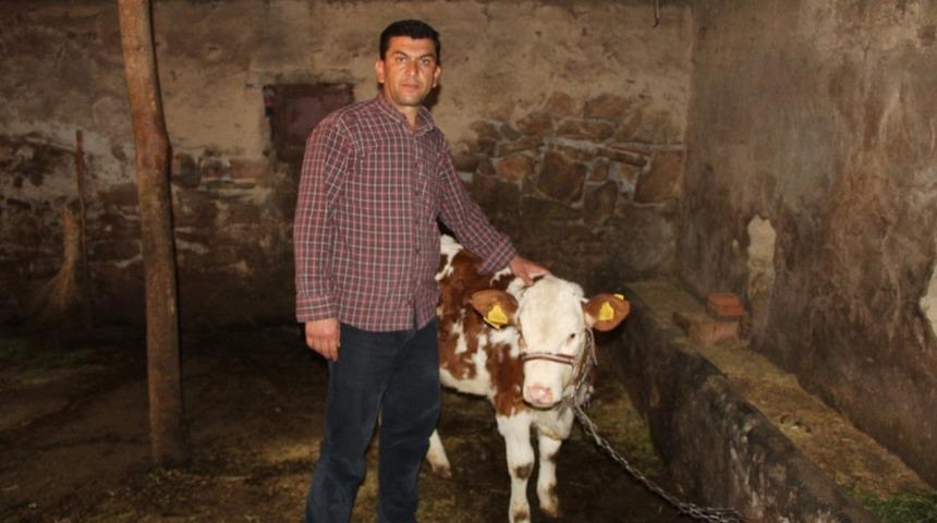 Tek ge&ccedil;im kaynağı olan inekleri &ccedil;alındı