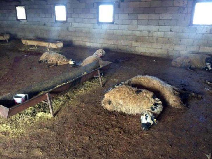 Sabah kalktı, koyunlarını ölü buldu G1