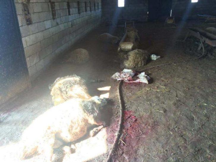 Sabah kalktı, koyunlarını ölü buldu G2