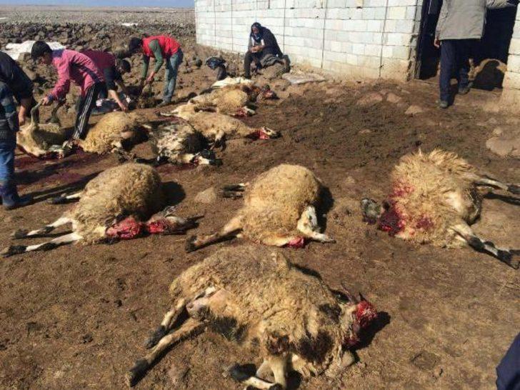 Sabah kalktı, koyunlarını ölü buldu G3